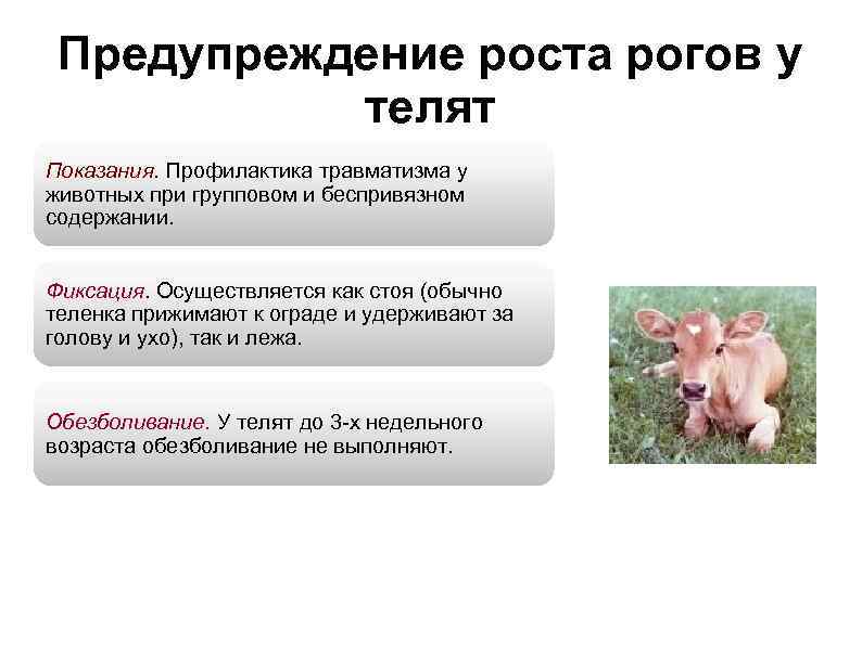 Предупреждение роста рогов у телят Показания. Профилактика травматизма у животных при групповом и беспривязном