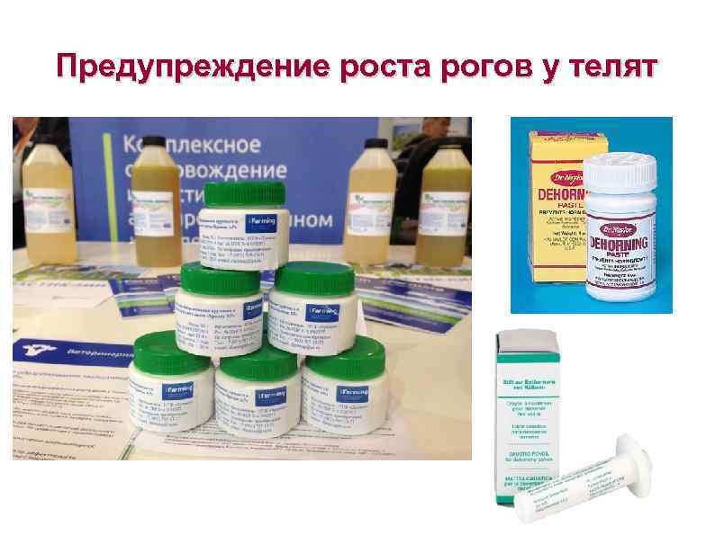 Предупреждение роста рогов у телят 