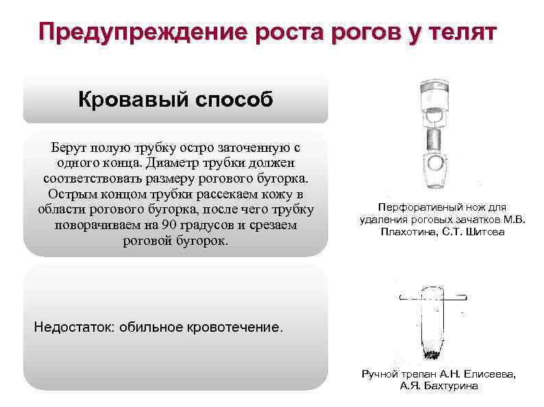 Предупреждение роста рогов у телят Кровавый способ Берут полую трубку остро заточенную с одного