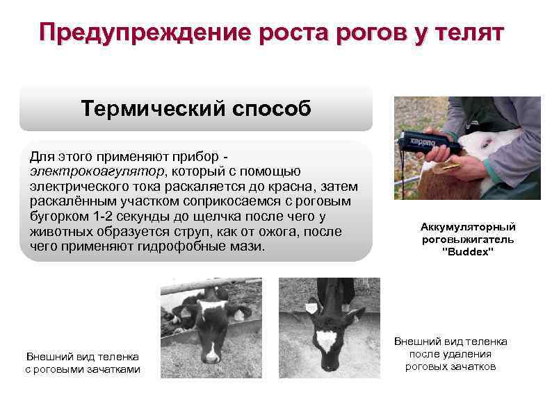 Предупреждение роста рогов у телят Термический способ Для этого применяют прибор электрокоагулятор, который с