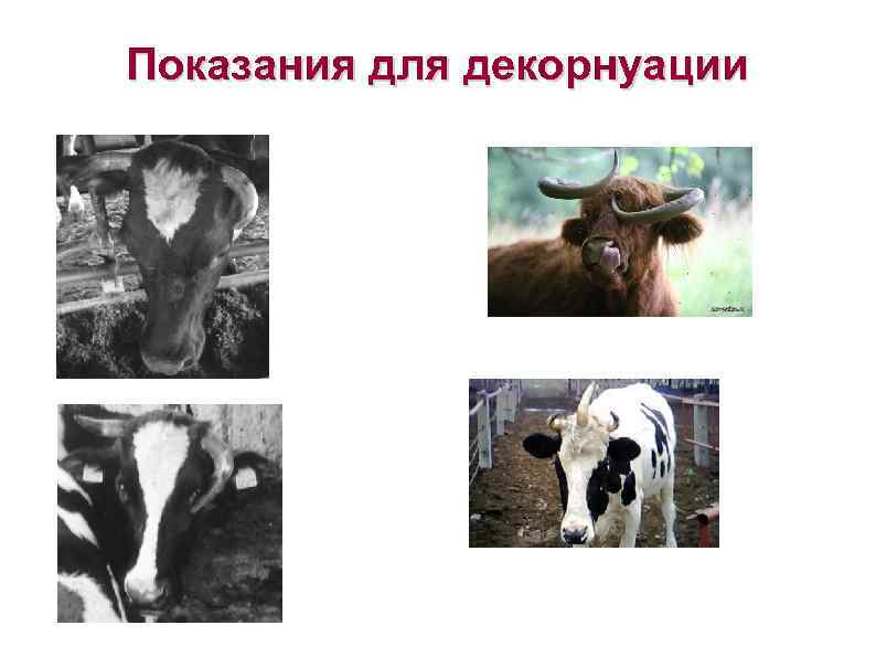 Показания для декорнуации 