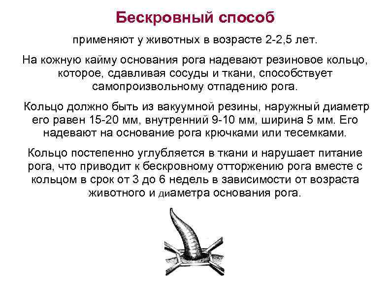 Бескровный способ применяют у животных в возрасте 2 2, 5 лет. На кожную кайму