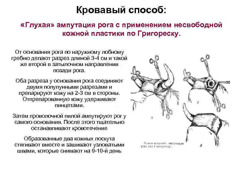 Кровавый способ: «Глухая» ампутация рога с применением несвободной кожной пластики по Григореску. От основания