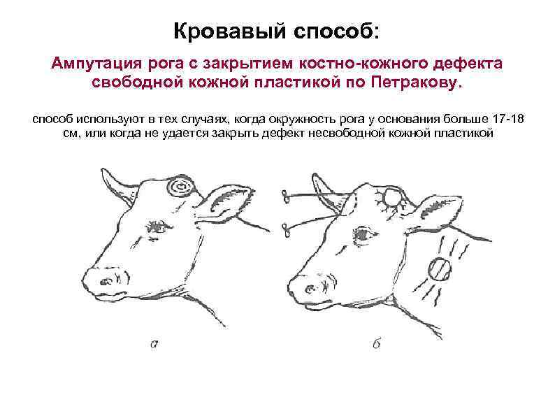 Кровавый способ: Ампутация рога с закрытием костно-кожного дефекта свободной кожной пластикой по Петракову. способ