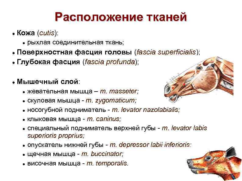 Расположение тканей Кожа (cutis): рыхлая соединительная ткань; Поверхностная фасция головы (fascia superficialis); Глубокая фасция
