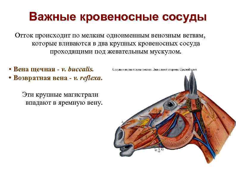 Важные кровеносные сосуды Отток происходит по мелким одноименным венозным ветвям, которые вливаются в два