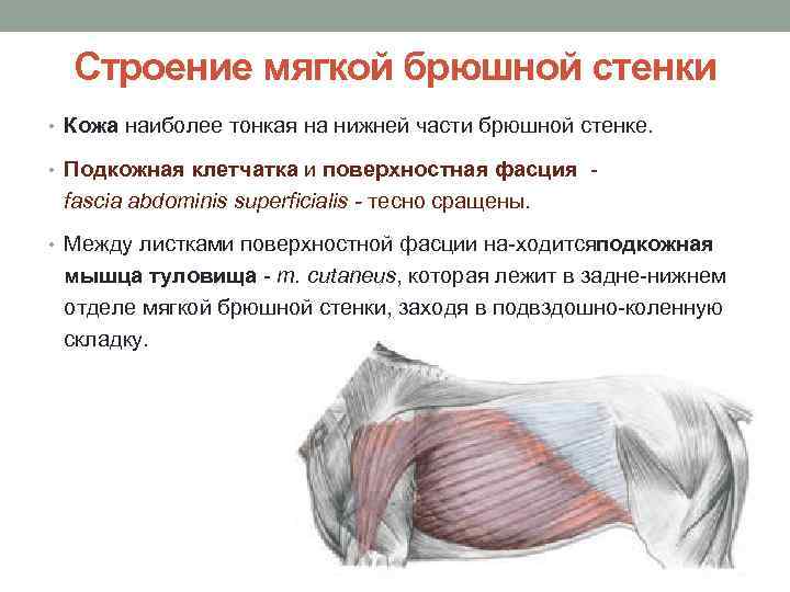 Строение мягкой брюшной стенки • Кожа наиболее тонкая на нижней части брюшной стенке. •