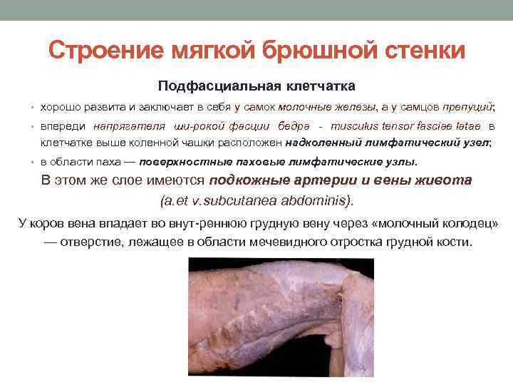Строение мягкой брюшной стенки Подфасциальная клетчатка • хорошо развита и заключает в себя у