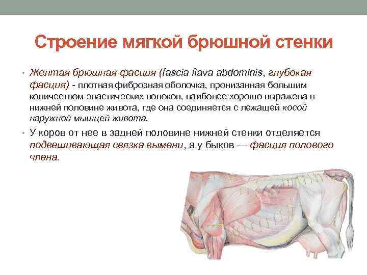 Строение мягкой брюшной стенки • Желтая брюшная фасция (fascia flava abdominis, глубокая фасция) плотная