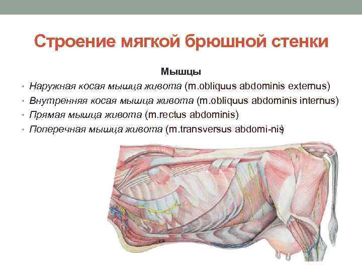 Строение мягкой брюшной стенки • • Мышцы Наружная косая мышца живота (m. obliquus abdominis