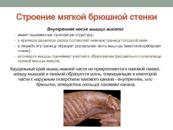 Строение мягкой брюшной стенки Внутренняя косая мышца живота • имеет выраженную пучковатую структуру. •