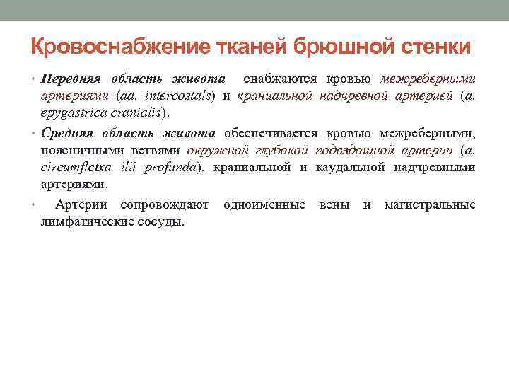 Кровоснабжение тканей брюшной стенки • Передняя область живота снабжаются кровью межреберными артериями (aa. intercostals)