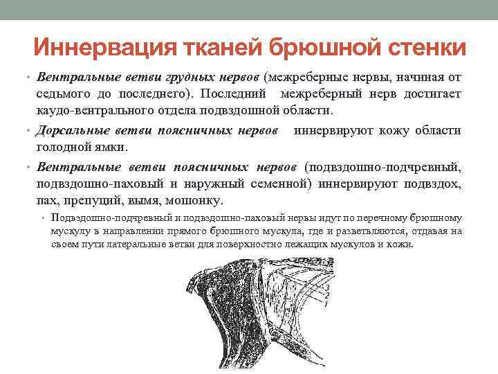 Иннервация тканей брюшной стенки • Вентральные ветви грудных нервов (межреберные нервы, начиная от седьмого