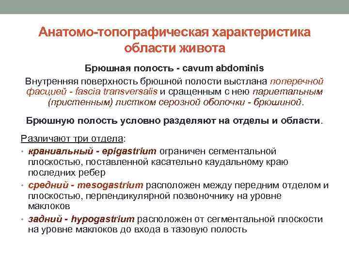 Анатомо-топографическая характеристика области живота Брюшная полость - cavum abdominis Внутренняя поверхность брюшной полости выстлана