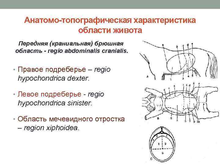 Анатомо-топографическая характеристика области живота Передняя (краниальная) брюшная область - regio abdominalis cranialis. • Правое