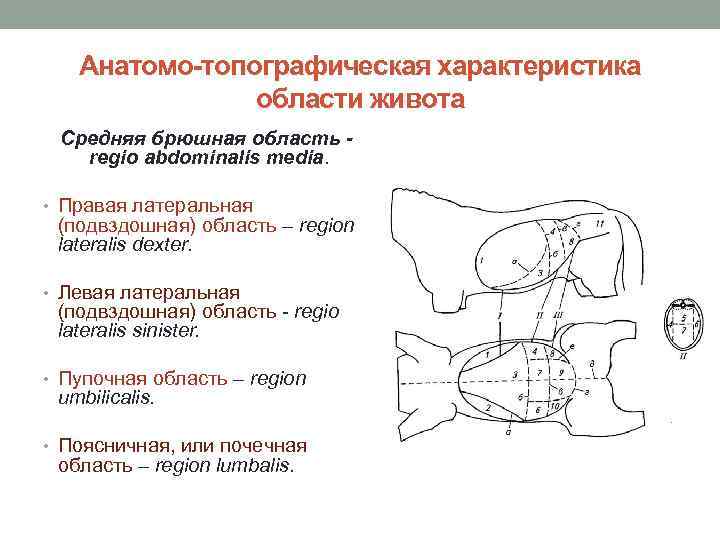 Анатомо-топографическая характеристика области живота Средняя брюшная область regio abdominalis media. • Правая латеральная (подвздошная)