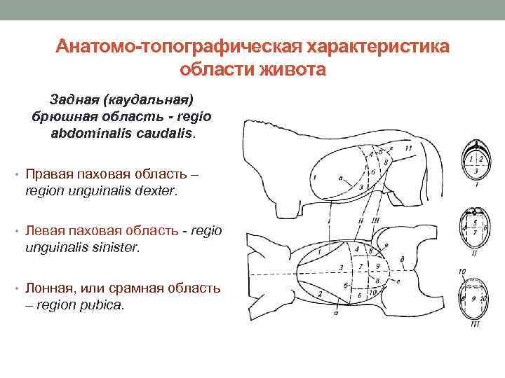 Анатомо-топографическая характеристика области живота Задная (каудальная) брюшная область - regio abdominalis caudalis. • Правая