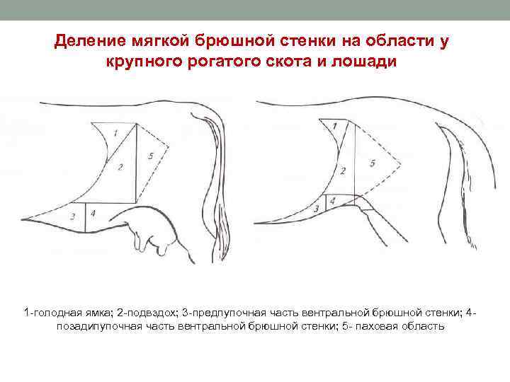 Делeниe мягкoй бpюшнoй стенки нa oблaсти y крyпнoгo poгaтoгo скoтa и лошади 1 гoлoднaя