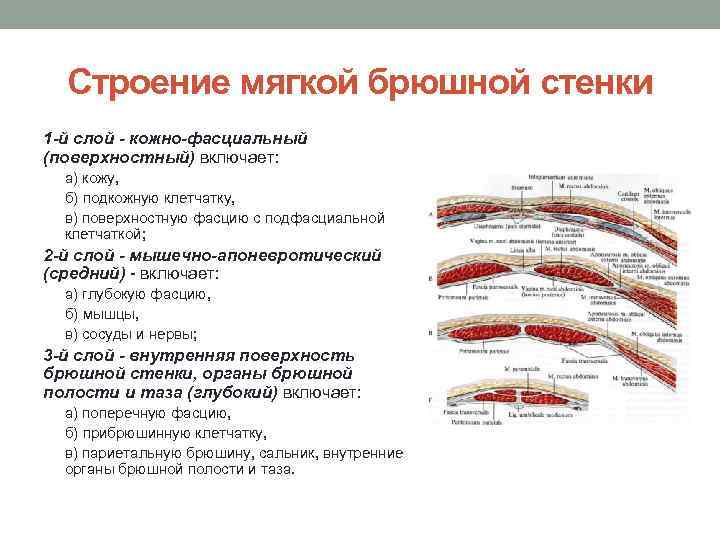Строение мягкой брюшной стенки 1 -й слой - кожно-фасциальный (поверхностный) включает: а) кожу, б)