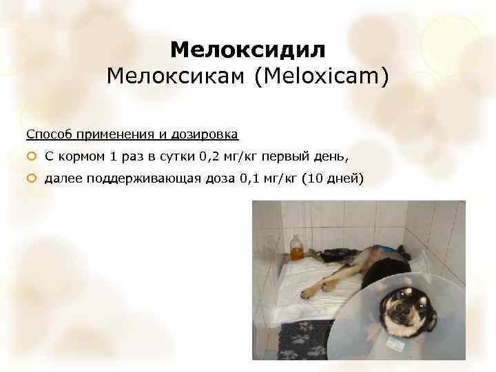 Мелоксидил Мелоксикам (Meloxicam) Способ применения и дозировка С кормом 1 раз в сутки 0,