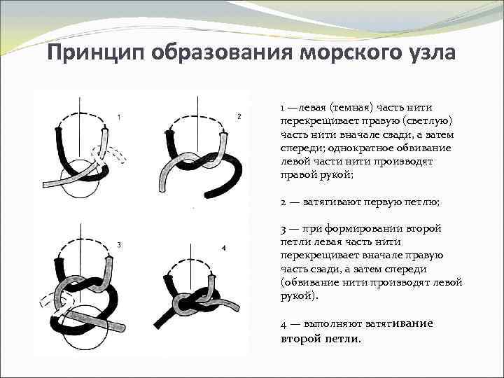 Принцип образования морского узла 1 —левая (темная) часть нити перекрещивает правую (светлую) часть нити