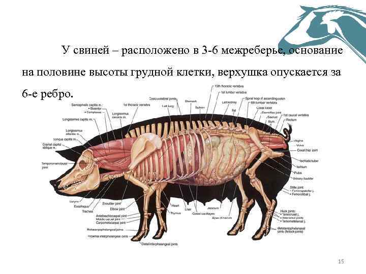  У свиней – расположено в 3 -6 межреберье, основание на половине высоты грудной