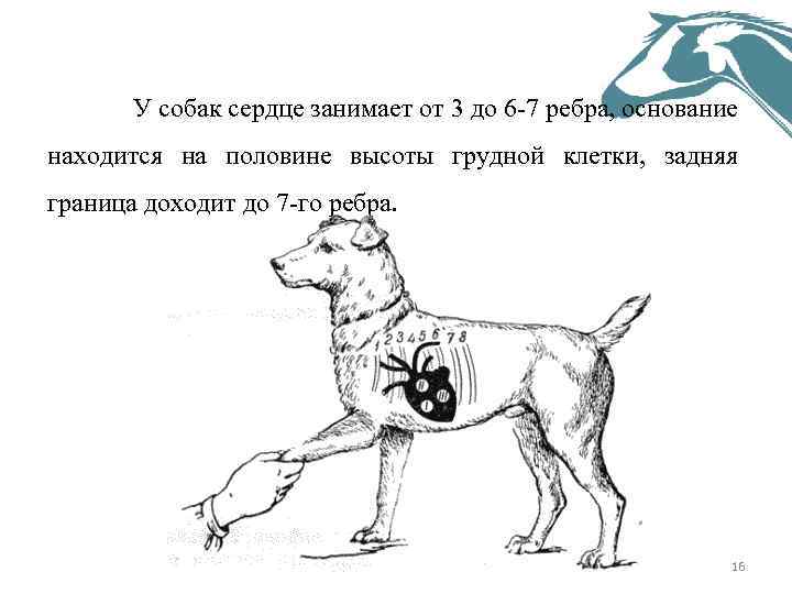  У собак сердце занимает от 3 до 6 -7 ребра, основание находится на