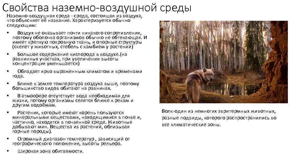 Свойства наземно-воздушной среды Наземно-воздушная среда - среда, состоящая из воздуха, что объясняет её название.