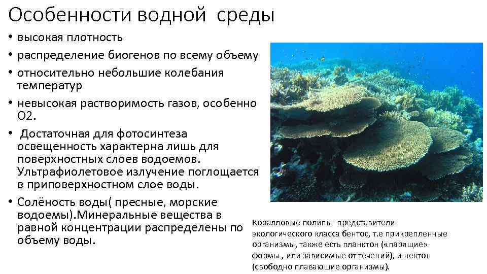 Характер водной среды. Водная среда особенности среды. Характеристика водной среды. Водная среда характеристика среды. Водная среда жизни характеристика.