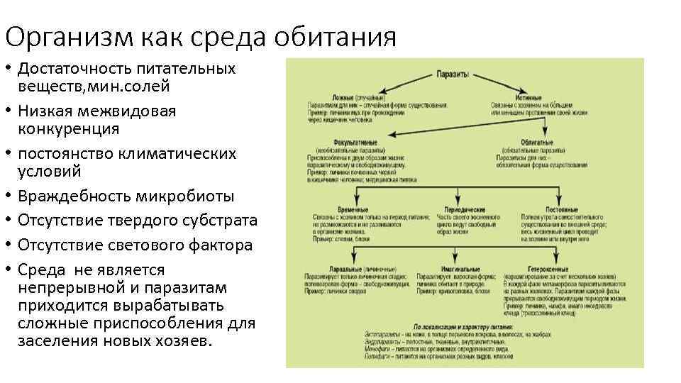 Среда обитания на дзене. Организм как среда обитания характеристика. Организм как среда. Живые организмы как среда обитания. Особенности организма как среды.