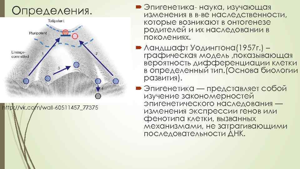 Эпигенетика