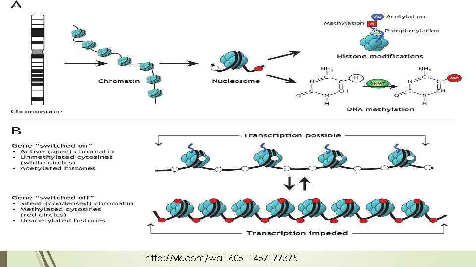 http: //vk. com/wall-60511457_77375 