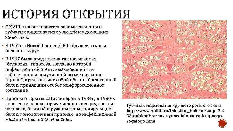 Болезнь куру презентация