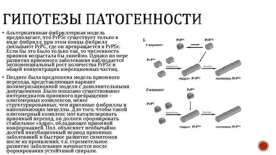 § Альтернативная фибриллярная модель предполагает, что Pr. PSc существует только в виде фибрилл, при