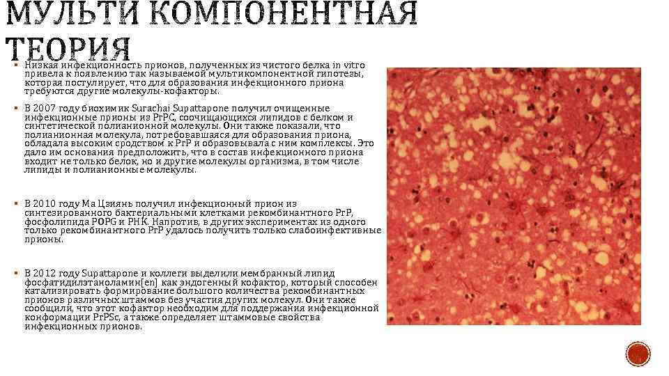 § Низкая инфекционность прионов, полученных из чистого белка in vitro привела к появлению так