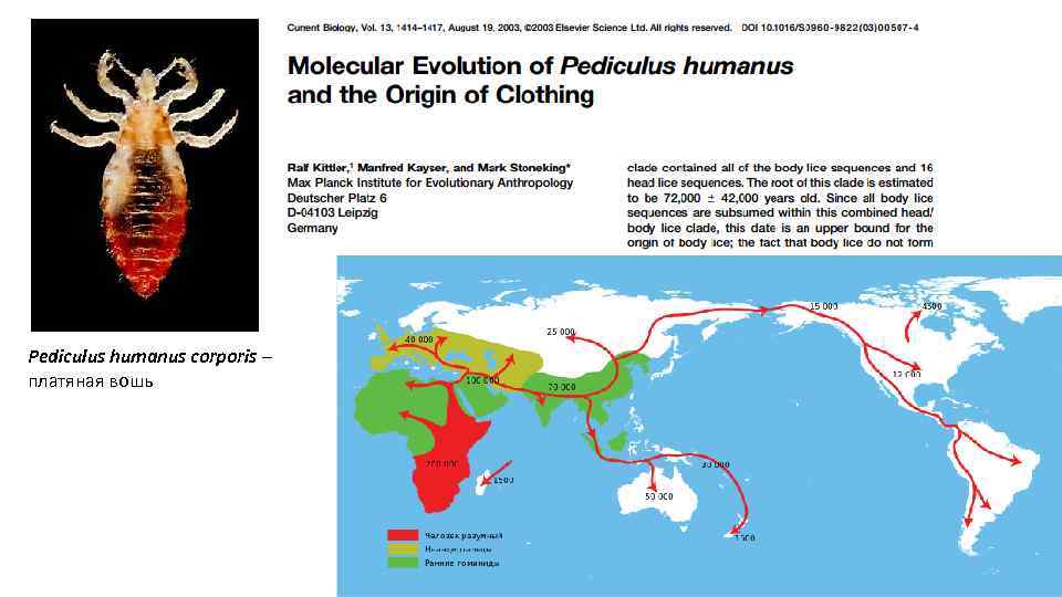 Pediculus humanus corporis – платяная вошь 