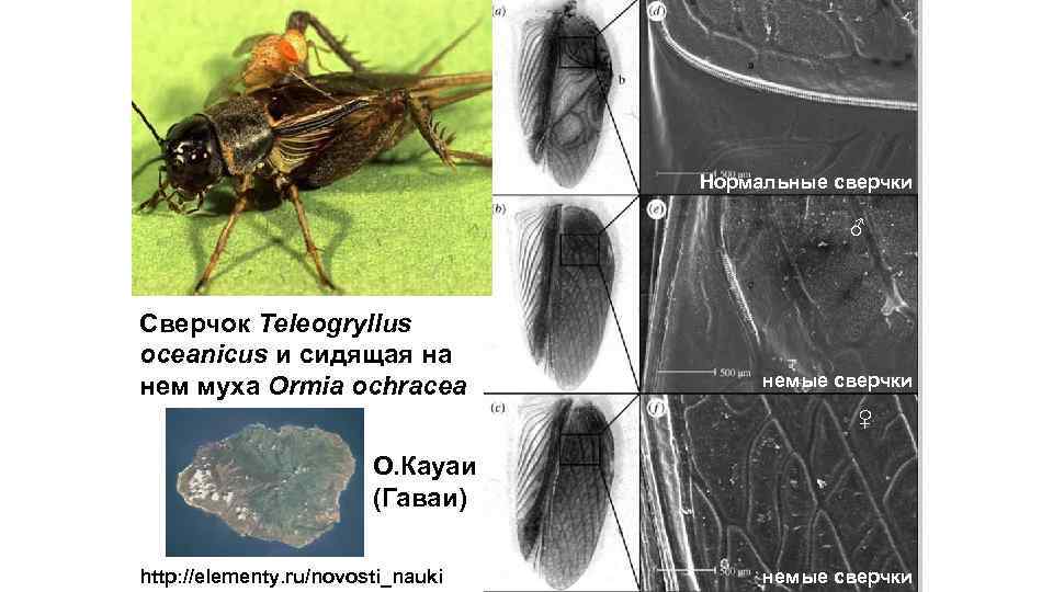 Нормальные сверчки ♂ Сверчок Teleogryllus oceanicus и сидящая на нем муха Ormia ochracea немые