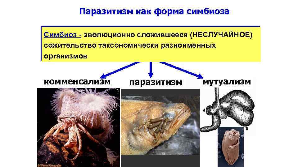 Паразитизм как форма симбиоза Симбиоз - эволюционно сложившееся (НЕСЛУЧАЙНОЕ) сожительство таксономически разноименных организмов комменсализм