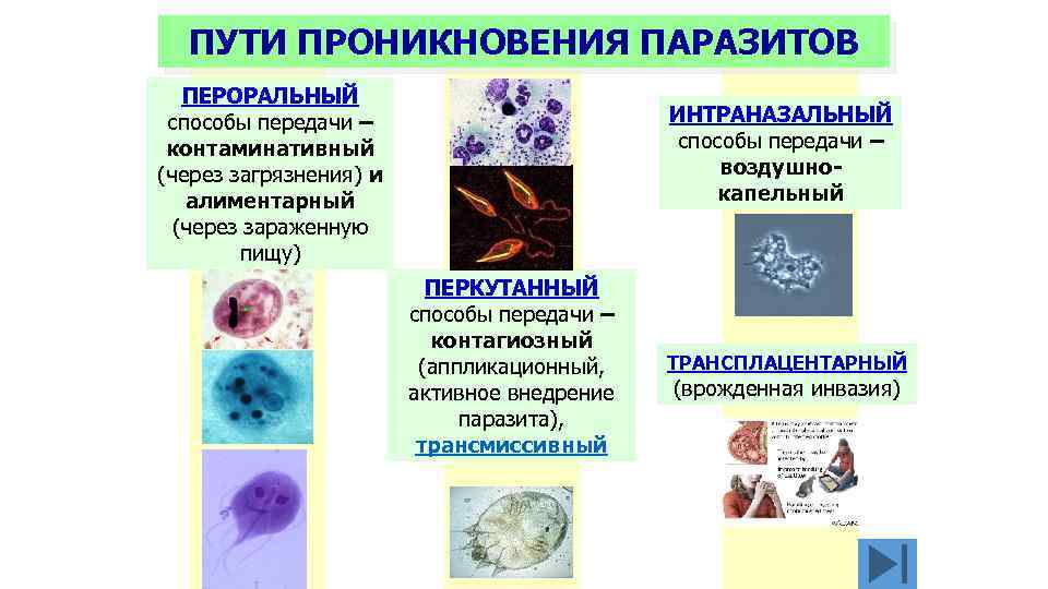 ПУТИ ПРОНИКНОВЕНИЯ ПАРАЗИТОВ ПЕРОРАЛЬНЫЙ способы передачи – контаминативный (через загрязнения) и алиментарный (через зараженную