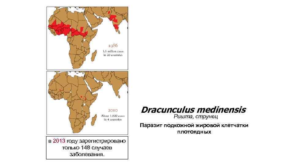 Dracunculus medinensis Ришта, струнец Паразит подкожной жировой клетчатки плотоядных в 2013 году зарегистрировано только