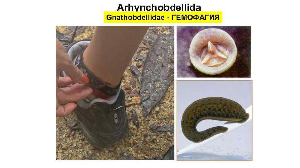 Arhynchobdellida Gnathobdellidae - ГЕМОФАГИЯ 