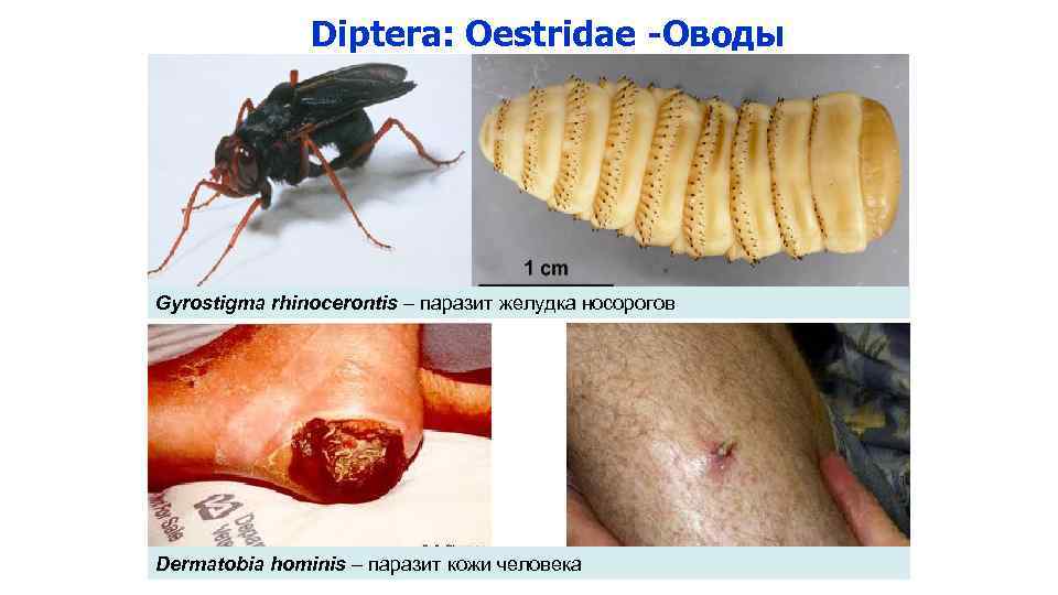  Diptera: Oestridae -Оводы Gyrostigma rhinocerontis – паразит желудка носорогов Dermatobia hominis – паразит