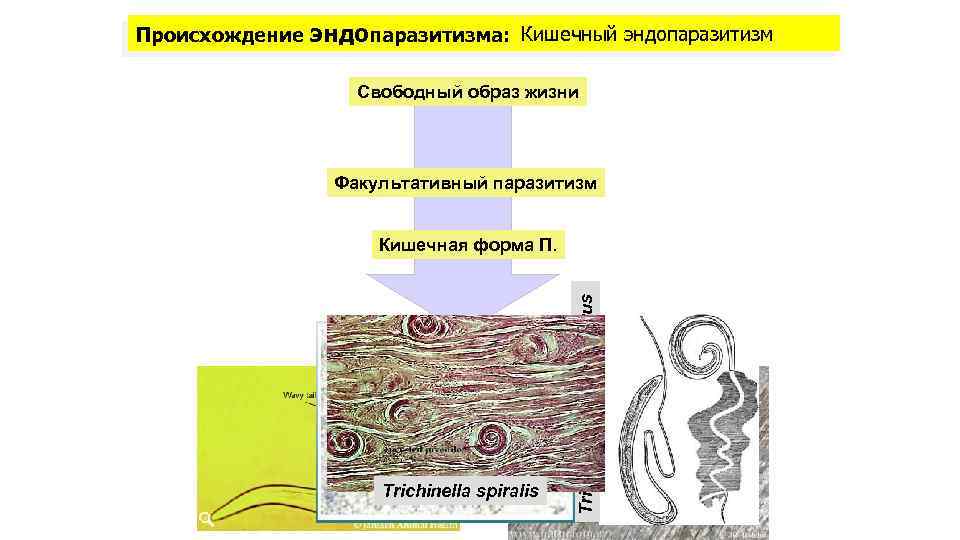 эндопаразитизма: Кишечный эндопаразитизм Свободный образ жизни Факультативный паразитизм Кишечная форма П. Trichocephalus trichiurus Происхождение