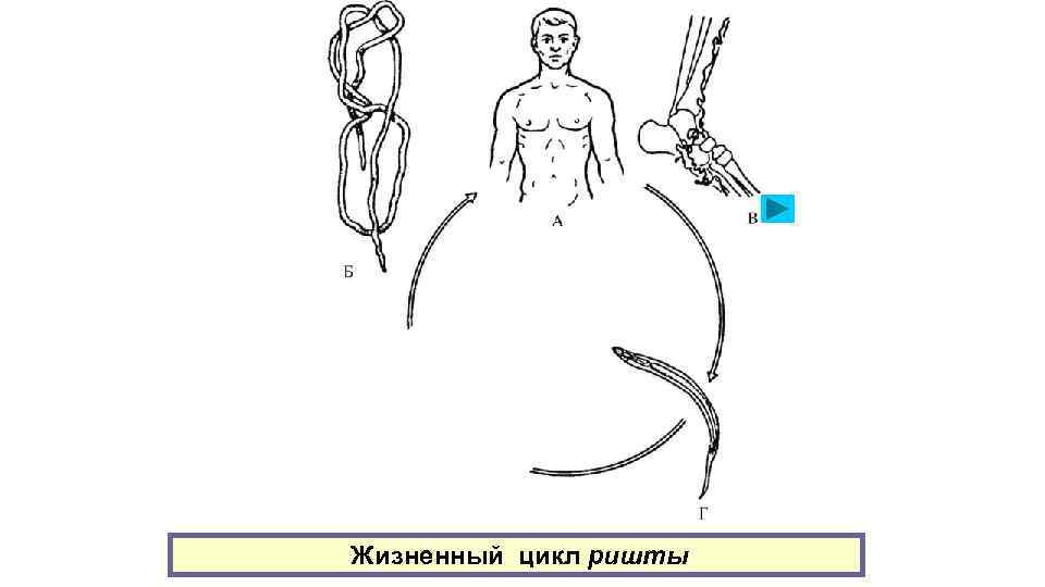 Жизненный цикл ришты 