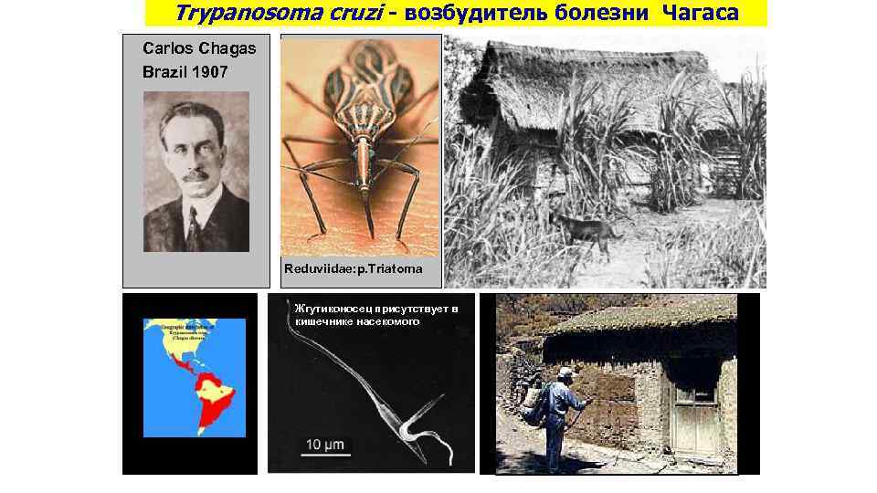 Trypanosoma cruzi - возбудитель болезни Чагаса Carlos Chagas Brazil 1907 Reduviidae: р. Triatoma Жгутиконосец