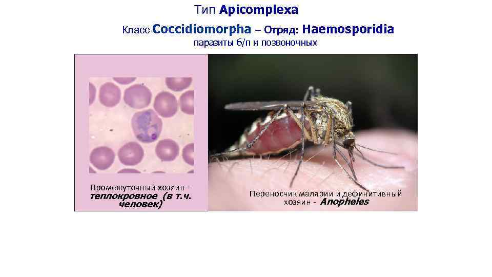 Тип Apicomplexa Класс Coccidiomorpha – Отряд: Haemosporidia паразиты б/п и позвоночных Промежуточный хозяин -