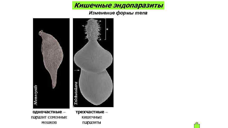 Кишечные эндопаразиты Изменение формы тела одночастные – паразит семенных мешков Trichotokara Monocystis Ascaris lumbricoides