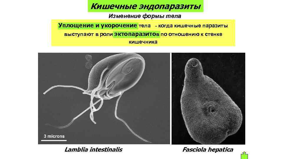 Кишечные эндопаразиты Изменение формы тела Уплощение и укорочение тела - когда кишечные паразиты выступают