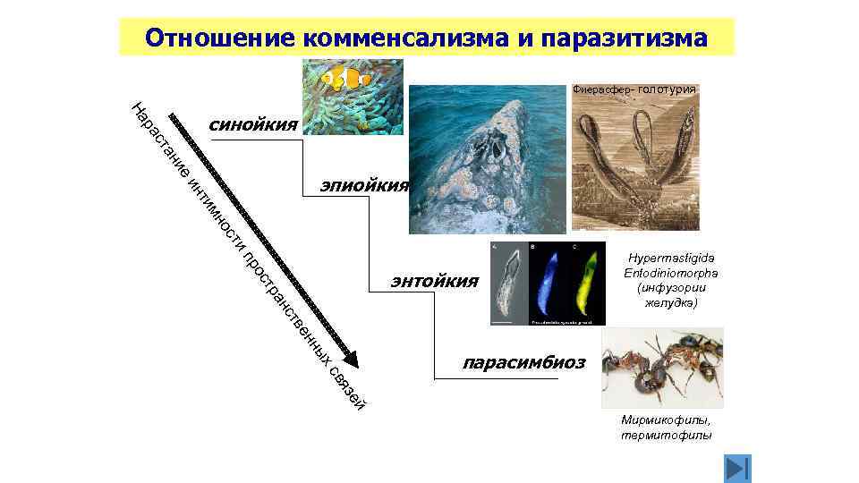 Отношение комменсализма и паразитизма Фиерасфер- голотурия нт и ие ан ст ра На синойкия