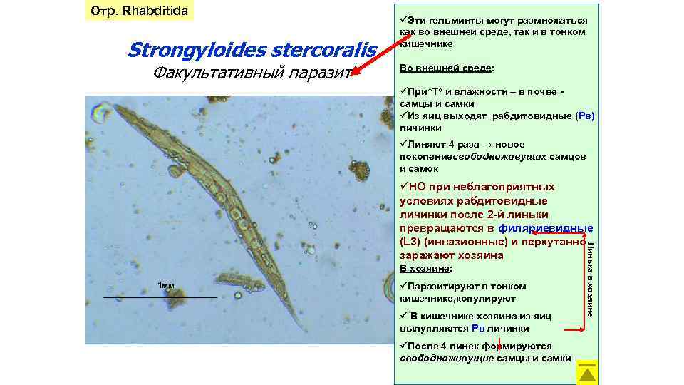 Отр. Rhabditida Strongyloides stercoralis Факультативный паразит üЭти гельминты могут размножаться как во внешней среде,
